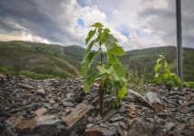 Bodegas Virgen del Galir  Winery Image