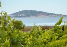 Jadix Vineyard with view of Mediterranean Sea Winery Image