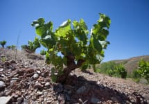 Bodegas Breca  Winery Image