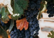 Opolo Harvest Winery Image