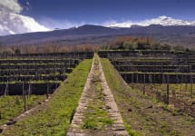 Tascante Contrada Winery Image