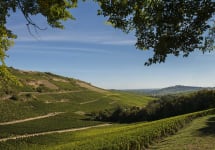 Grand Fossil Grand Fossil Vineyards Winery Image