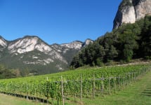 Tiefenbrunner  Winery Image