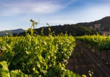 Mason Napa Valley Vineyards Winery Image