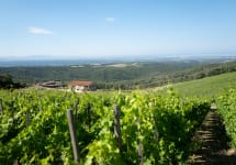 Duemani Castellina Vineyard Winery Image