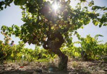Bodegas Avancia Winery Image