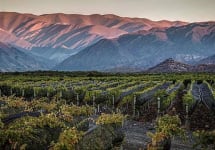 Los Ailos  Winery Image
