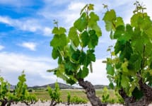 Amalinda Vines Winery Image