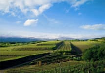 Livio Felluga Winery Image