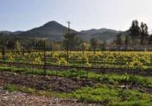 Landmark Vineyards Winery Image