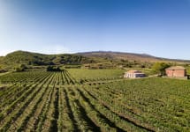Giovanni Rosso The Renowned Etna Vineyard Winery Image