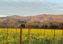Calculated Risk Mustard Bloom in the Vineyard Winery Image