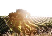 Silver Palm Silver Palm Winery Image