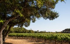 Stag's Leap Wine Cellars FAY Vineyard Winery Image