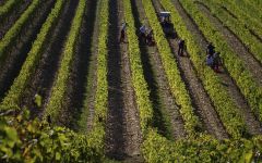 Rocca delle Macie Harvest at Rocca delle Macie Winery Image
