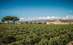 Abadia Retuerta Vineyard Winery Image