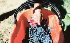 Ziobaffa  Winery Image