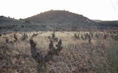 Bodegas Breca Winery Image