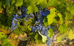 Bodegas Manzanos Winery Image