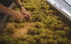 Gary Farrell Hand sorting Chardonnay during crush  Winery Image
