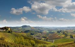 Elvio Cogno Bricco Pernice Barolo 2011 | Wine.com