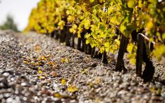 Chateau Phelan Segur  Cabernet Sauvignon and Gravels Winery Image