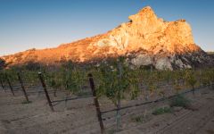 J Wilkes Santa Maria Valley Vineyard Winery Image