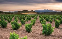 Artiga & Fustel Vineyard  Winery Image