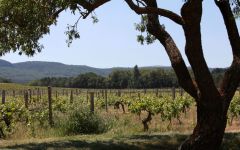 Chateau Vignelaure Chateau Vignelaure Vineyards Winery Image