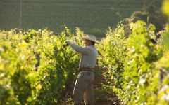 Pine Ridge Tending our Stags Leap Vineyards Winery Image