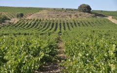 Condado de Haza Condado de Haza Vineyard Winery Image