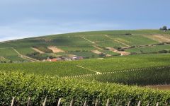 Le Petit Silex  Winery Image