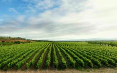 La Rioja Alta Vineyard Winery Image