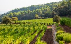 Chateau d'Esclans Estate Vineyard Winery Image
