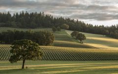 Stoller Family Estate Vineyard view from tasting room Winery Image