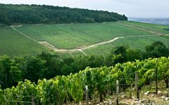 Regnard Chablis vineyard Winery Image