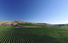 Rapaura Springs Blind River North Block - Rapaura Spring Winery Image