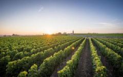 Chateau Canon 2010 | Wine.com Chateau Canon 2010 | Wine.com