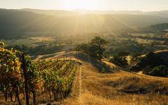 Kosta Browne Cerise Vineyard Winery Image