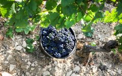Domaine Roux Pere & Fils Chassagne-Montrachet 2022 | Wine.com