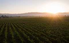 Amici Morisoli Vineyard Winery Image