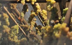 Fanti Penzane Winery Image