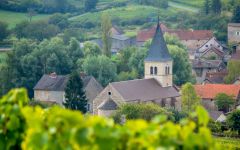 Cave de Lugny Church Spire Peeking Through the Vines Winery Image