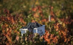 Los Vascos Los Vascos Harvest Winery Image