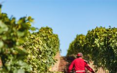Lange Estate Winery & Vineyards Lange Estate Harvest Picking Pinot Gris Winery Image
