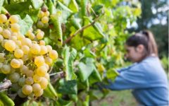 Blanquito Grapes Winery Image