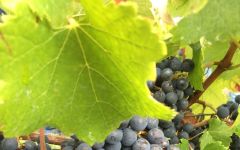 Chateau Les Grands Marechaux Marechaux Winery Image