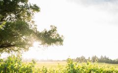 Angeline Sun Drenched Vineyard Winery Image