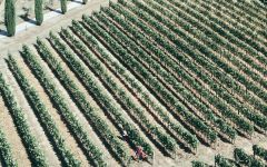 Ziobaffa  Winery Image