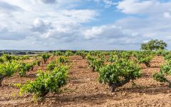 Aalto Vina Acos Winery Image